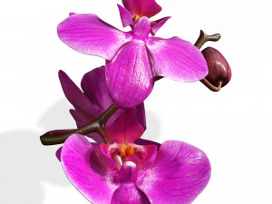 ORQUDEA PINK PHALAENOPSIS ORCHID FLOWER KASITUNY ORCHID 3D MODEL BUTTERFLY ORQUDEA ROSADA ROSE 3D Model