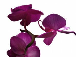 ORQUDEA PINK PHALAENOPSIS ORCHID FLOWER KASITUNY ORCHID 3D MODEL BUTTERFLY ORQUDEA ROSADA ROSE Model 3D