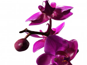 ORQUDEA PINK PHALAENOPSIS ORCHID FLOWER KASITUNY ORCHID 3D MODEL BUTTERFLY ORQUDEA ROSADA ROSE Model 3D