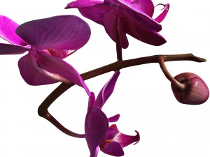 ORQUDEA PINK PHALAENOPSIS ORCHID FLOWER KASITUNY ORCHID 3D MODEL BUTTERFLY ORQUDEA ROSADA ROSE 3D Model