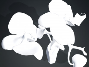 ORQUDEA PINK PHALAENOPSIS ORCHID FLOWER KASITUNY ORCHID 3D MODEL BUTTERFLY ORQUDEA ROSADA ROSE Model 3D