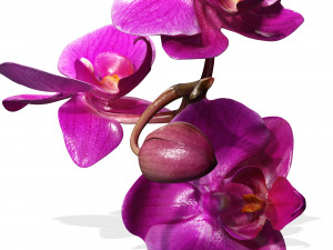 ORQUDEA PINK PHALAENOPSIS ORCHID FLOWER KASITUNY ORCHID 3D MODEL BUTTERFLY ORQUDEA ROSADA ROSE Model 3D