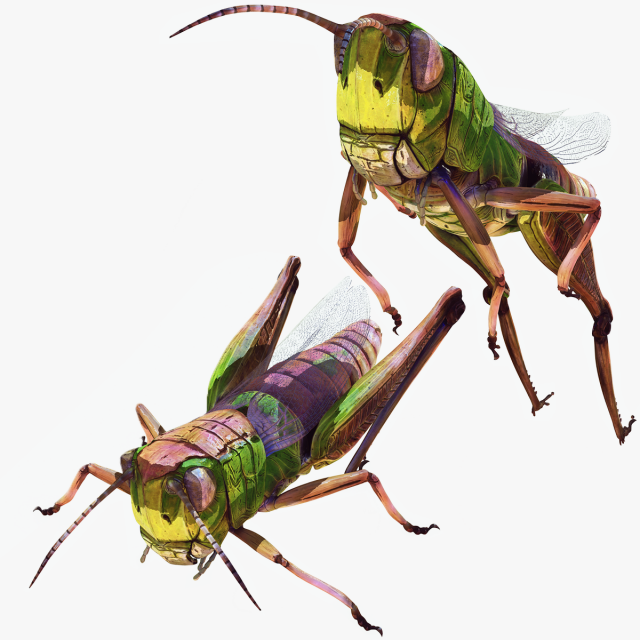 DOWNLOAD GRASSHOPPER 3D MODEL - ANIMATED - INSECT - RAPTOR LINHERAPTOR MICRO BEE FLYING - POKMON Modelo 3D .c4d .max .obj .3ds .fbx .stl .blend 