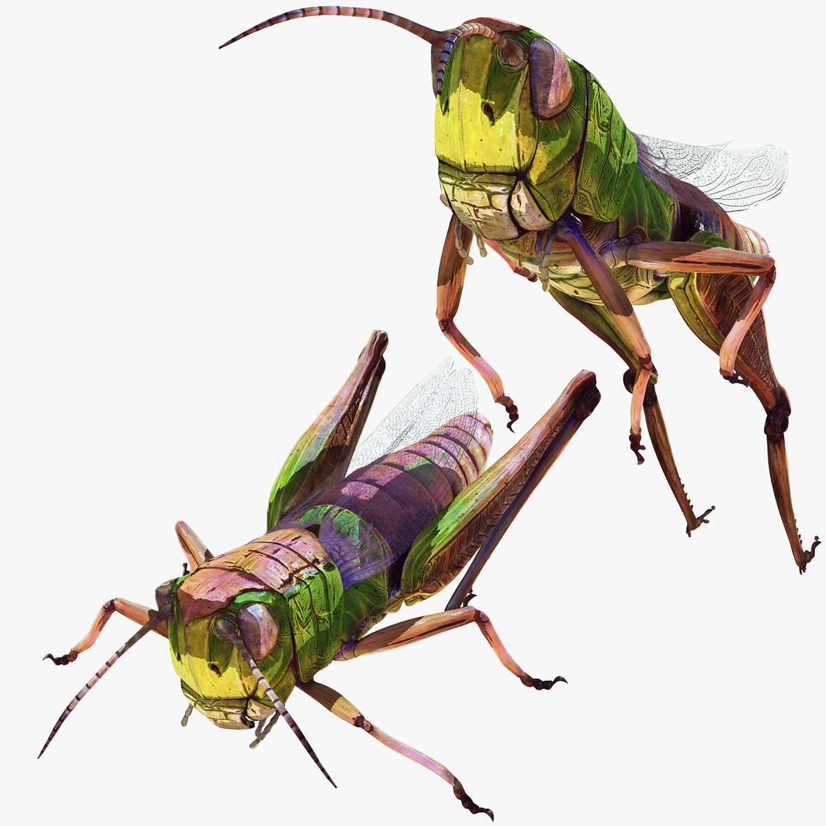 DOWNLOAD GRASSHOPPER 3D MODEL - ANIMATED - INSECT - RAPTOR LINHERAPTOR MICRO BEE FLYING - POKMON 3D Model .c4d .max .obj .3ds .fbx .stl .blend 