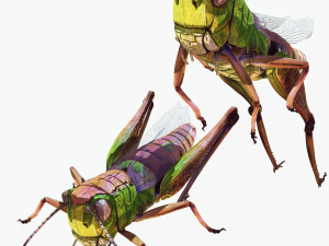 DOWNLOAD GRASSHOPPER 3D MODEL - ANIMATED - INSECT - RAPTOR LINHERAPTOR MICRO BEE FLYING - POKMON 3Dモデル