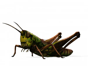 DOWNLOAD GRASSHOPPER 3D MODEL - ANIMATED - INSECT - RAPTOR LINHERAPTOR MICRO BEE FLYING - POKMON 3D Model