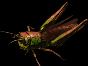 DOWNLOAD GRASSHOPPER 3D MODEL - ANIMATED - INSECT - RAPTOR LINHERAPTOR MICRO BEE FLYING - POKMON 3D Model