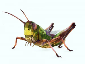 DOWNLOAD GRASSHOPPER 3D MODEL - ANIMATED - INSECT - RAPTOR LINHERAPTOR MICRO BEE FLYING - POKMON 3D Model