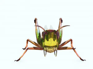 DOWNLOAD GRASSHOPPER 3D MODEL - ANIMATED - INSECT - RAPTOR LINHERAPTOR MICRO BEE FLYING - POKMON 3D Model