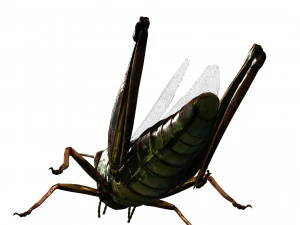 DOWNLOAD GRASSHOPPER 3D MODEL - ANIMATED - INSECT - RAPTOR LINHERAPTOR MICRO BEE FLYING - POKMON 3D Model