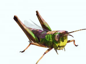 DOWNLOAD GRASSHOPPER 3D MODEL - ANIMATED - INSECT - RAPTOR LINHERAPTOR MICRO BEE FLYING - POKMON 3D Model