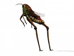 DOWNLOAD GRASSHOPPER 3D MODEL - ANIMATED - INSECT - RAPTOR LINHERAPTOR MICRO BEE FLYING - POKMON 3D Model