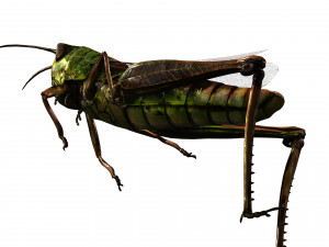 DOWNLOAD GRASSHOPPER 3D MODEL - ANIMATED - INSECT - RAPTOR LINHERAPTOR MICRO BEE FLYING - POKMON Modelo 3D