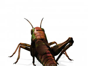 DOWNLOAD GRASSHOPPER 3D MODEL - ANIMATED - INSECT - RAPTOR LINHERAPTOR MICRO BEE FLYING - POKMON 3D Model
