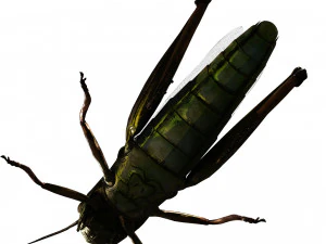 DOWNLOAD GRASSHOPPER 3D MODEL - ANIMATED - INSECT - RAPTOR LINHERAPTOR MICRO BEE FLYING - POKMON 3D Model
