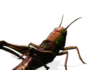DOWNLOAD GRASSHOPPER 3D MODEL - ANIMATED - INSECT - RAPTOR LINHERAPTOR MICRO BEE FLYING - POKMON Modelo 3D