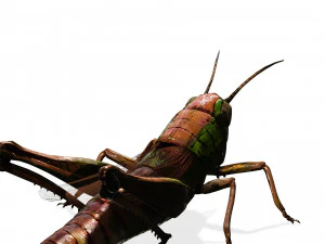 DOWNLOAD GRASSHOPPER 3D MODEL - ANIMATED - INSECT - RAPTOR LINHERAPTOR MICRO BEE FLYING - POKMON 3D Model