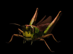DOWNLOAD GRASSHOPPER 3D MODEL - ANIMATED - INSECT - RAPTOR LINHERAPTOR MICRO BEE FLYING - POKMON 3D Model