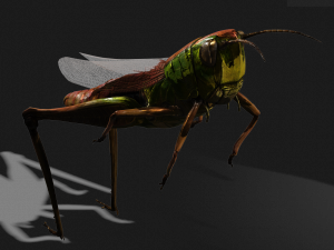 DOWNLOAD GRASSHOPPER 3D MODEL - ANIMATED - INSECT - RAPTOR LINHERAPTOR MICRO BEE FLYING - POKMON Modelo 3D