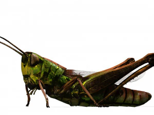 DOWNLOAD GRASSHOPPER 3D MODEL - ANIMATED - INSECT - RAPTOR LINHERAPTOR MICRO BEE FLYING - POKMON 3D Model