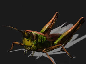 DOWNLOAD GRASSHOPPER 3D MODEL - ANIMATED - INSECT - RAPTOR LINHERAPTOR MICRO BEE FLYING - POKMON Modelo 3D