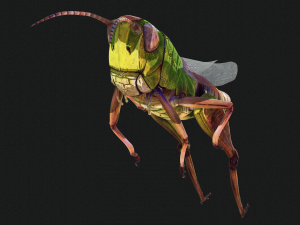 DOWNLOAD GRASSHOPPER 3D MODEL - ANIMATED - INSECT - RAPTOR LINHERAPTOR MICRO BEE FLYING - POKMON Modelo 3D