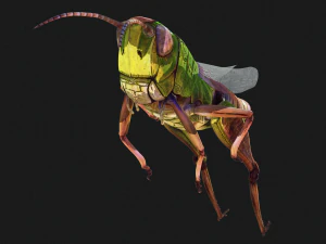 DOWNLOAD GRASSHOPPER 3D MODEL - ANIMATED - INSECT - RAPTOR LINHERAPTOR MICRO BEE FLYING - POKMON 3D Model