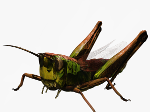 DOWNLOAD GRASSHOPPER 3D MODEL - ANIMATED - INSECT - RAPTOR LINHERAPTOR MICRO BEE FLYING - POKMON Modelo 3D