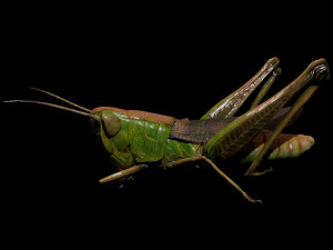 DOWNLOAD GRASSHOPPER 3D MODEL - ANIMATED - INSECT - RAPTOR LINHERAPTOR MICRO BEE FLYING - POKMON 3D Model