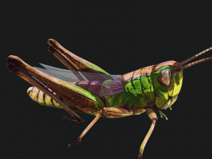 DOWNLOAD GRASSHOPPER 3D MODEL - ANIMATED - INSECT - RAPTOR LINHERAPTOR MICRO BEE FLYING - POKMON Modelo 3D
