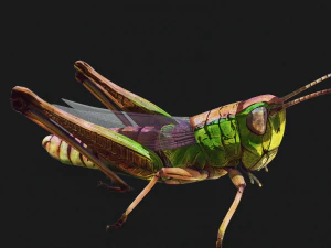 DOWNLOAD GRASSHOPPER 3D MODEL - ANIMATED - INSECT - RAPTOR LINHERAPTOR MICRO BEE FLYING - POKMON 3D Model