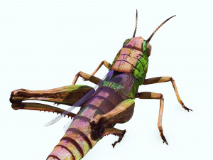 DOWNLOAD GRASSHOPPER 3D MODEL - ANIMATED - INSECT - RAPTOR LINHERAPTOR MICRO BEE FLYING - POKMON Modelo 3D