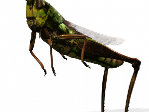 DOWNLOAD GRASSHOPPER 3D MODEL - ANIMATED - INSECT - RAPTOR LINHERAPTOR MICRO BEE FLYING - POKMON Modelo 3D