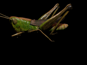 DOWNLOAD GRASSHOPPER 3D MODEL - ANIMATED - INSECT - RAPTOR LINHERAPTOR MICRO BEE FLYING - POKMON Modelo 3D