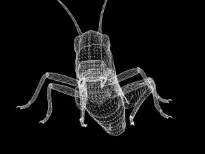 DOWNLOAD GRASSHOPPER 3D MODEL - ANIMATED - INSECT - RAPTOR LINHERAPTOR MICRO BEE FLYING - POKMON Modelo 3D