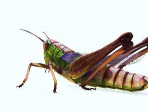 DOWNLOAD GRASSHOPPER 3D MODEL - ANIMATED - INSECT - RAPTOR LINHERAPTOR MICRO BEE FLYING - POKMON 3D Model