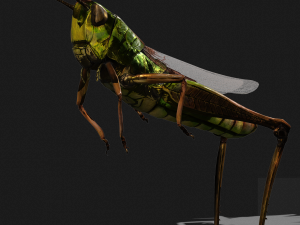 DOWNLOAD GRASSHOPPER 3D MODEL - ANIMATED - INSECT - RAPTOR LINHERAPTOR MICRO BEE FLYING - POKMON Modelo 3D