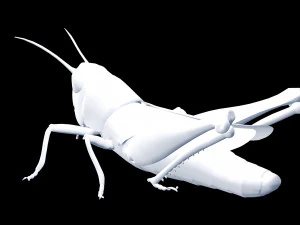 DOWNLOAD GRASSHOPPER 3D MODEL - ANIMATED - INSECT - RAPTOR LINHERAPTOR MICRO BEE FLYING - POKMON 3D Model
