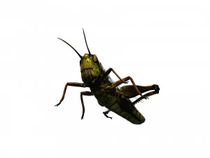 DOWNLOAD GRASSHOPPER 3D MODEL - ANIMATED - INSECT - RAPTOR LINHERAPTOR MICRO BEE FLYING - POKMON 3D Model