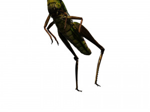DOWNLOAD GRASSHOPPER 3D MODEL - ANIMATED - INSECT - RAPTOR LINHERAPTOR MICRO BEE FLYING - POKMON Modelo 3D