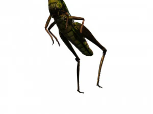 DOWNLOAD GRASSHOPPER 3D MODEL - ANIMATED - INSECT - RAPTOR LINHERAPTOR MICRO BEE FLYING - POKMON 3D Model
