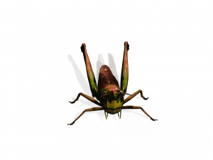 DOWNLOAD GRASSHOPPER 3D MODEL - ANIMATED - INSECT - RAPTOR LINHERAPTOR MICRO BEE FLYING - POKMON Modelo 3D