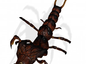 CENTIPEDE INSECT CENTIPEDE - DOWNLOAD CENTIPEDE 3D MODEL ANIMATED - FOR 3DS MAX - BLENDER 3 FILE - 3D मॉडल
