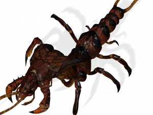 CENTIPEDE INSECT CENTIPEDE - DOWNLOAD CENTIPEDE 3D MODEL ANIMATED - FOR 3DS MAX - BLENDER 3 FILE - 3D मॉडल