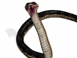 DOWNLOAD VIPER 3D MODEL - DINOSAUR - MYTHOLOGICAL - FIHS - PYTHON - REPTILE - SNAKE - ANIMATED - 3D Модель