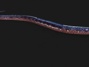 DOWNLOAD VIPER 3D MODEL - DINOSAUR - MYTHOLOGICAL - FIHS - PYTHON - REPTILE - SNAKE - ANIMATED - 3D Model