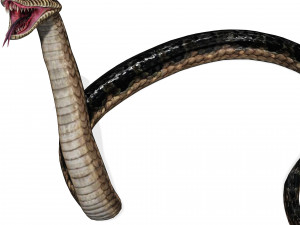 DOWNLOAD VIPER 3D MODEL - DINOSAUR - MYTHOLOGICAL - FIHS - PYTHON - REPTILE - SNAKE - ANIMATED - 3D Модель