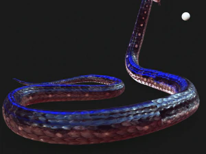 DOWNLOAD VIPER 3D MODEL - DINOSAUR - MYTHOLOGICAL - FIHS - PYTHON - REPTILE - SNAKE - ANIMATED - 3D Model