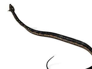 DOWNLOAD VIPER 3D MODEL - DINOSAUR - MYTHOLOGICAL - FIHS - PYTHON - REPTILE - SNAKE - ANIMATED - 3D Model