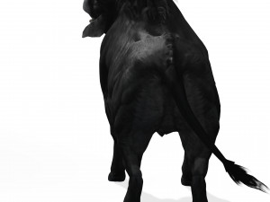 DOWNLOAD BUFFALO 3D MODEL - 3D MODEL ANIMATED - GOAT BULL COW - GOAT BULL COW 3D Модель